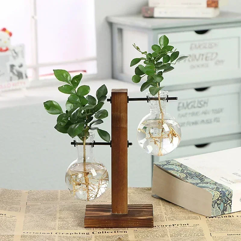 Hydroponic Plant Terrarium