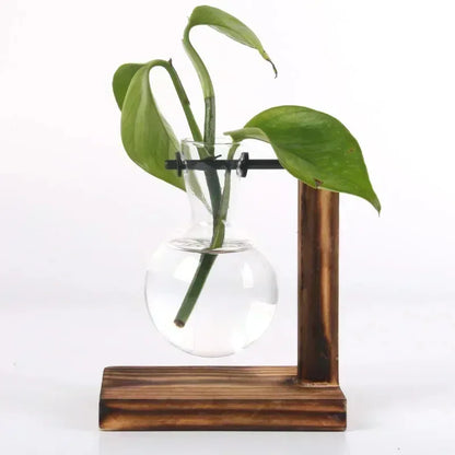 Hydroponic Plant Terrarium
