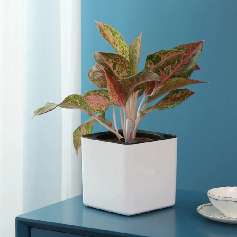 Durable Self-Watering Pots