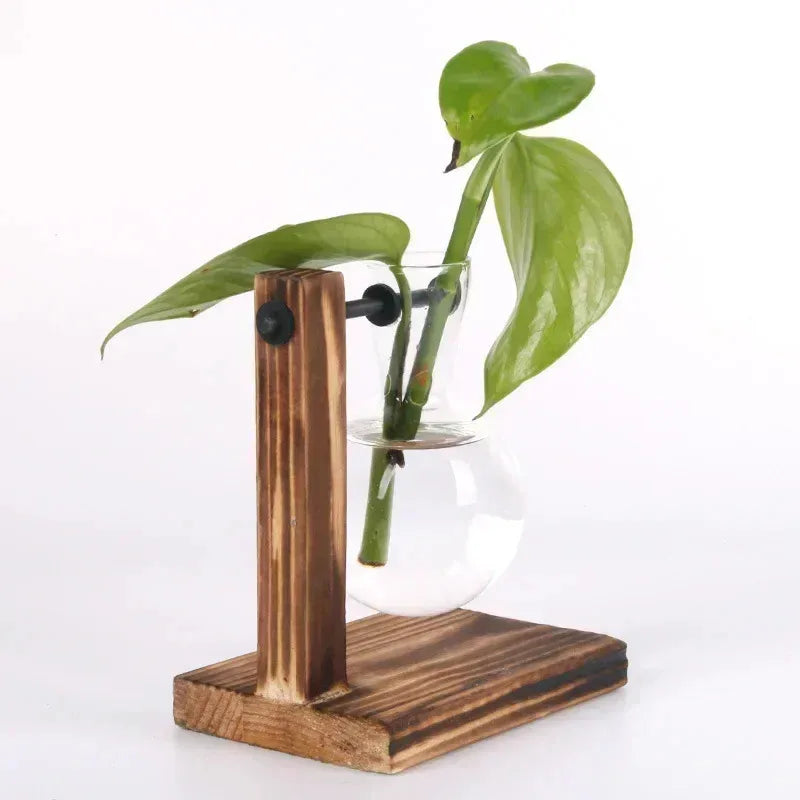 Hydroponic Plant Terrarium