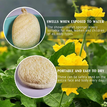 6 pieces, 3 pieces, 1 piece of loofah sponge