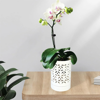 Orchid Pots with Holes