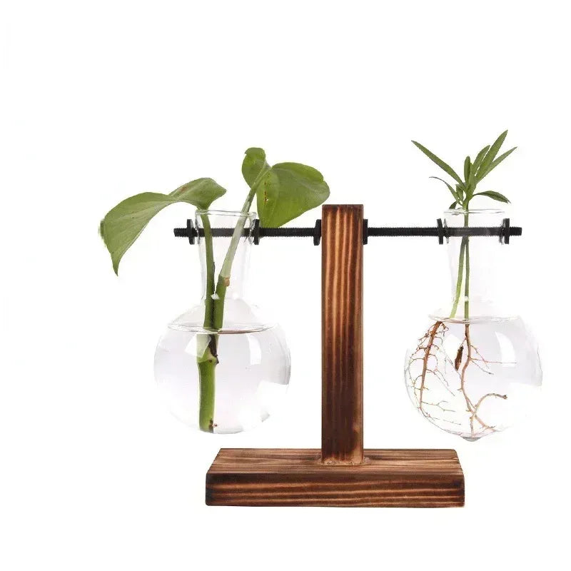 Hydroponic Plant Terrarium
