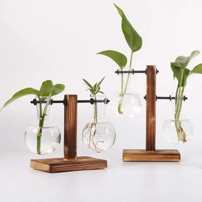 Hydroponic Plant Terrarium
