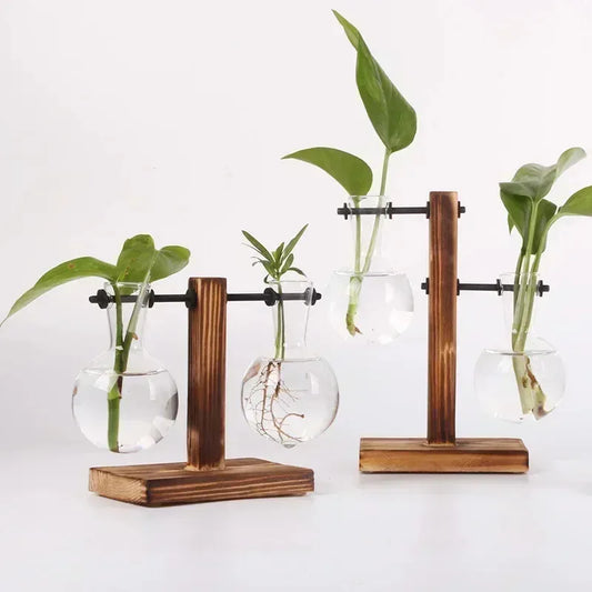 Hydroponic Plant Terrarium