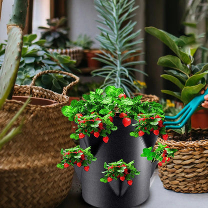 Strawberry Pots And Planters