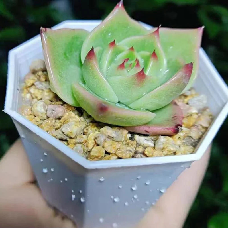 10/20pcs Octagonal Flower Pots