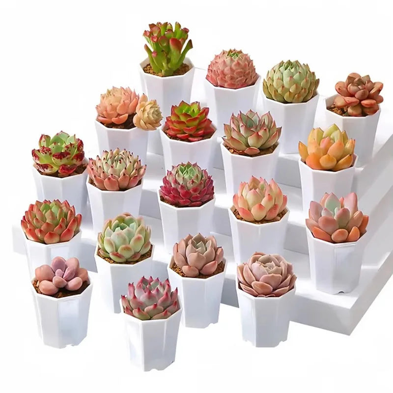 10/20pcs Octagonal Flower Pots