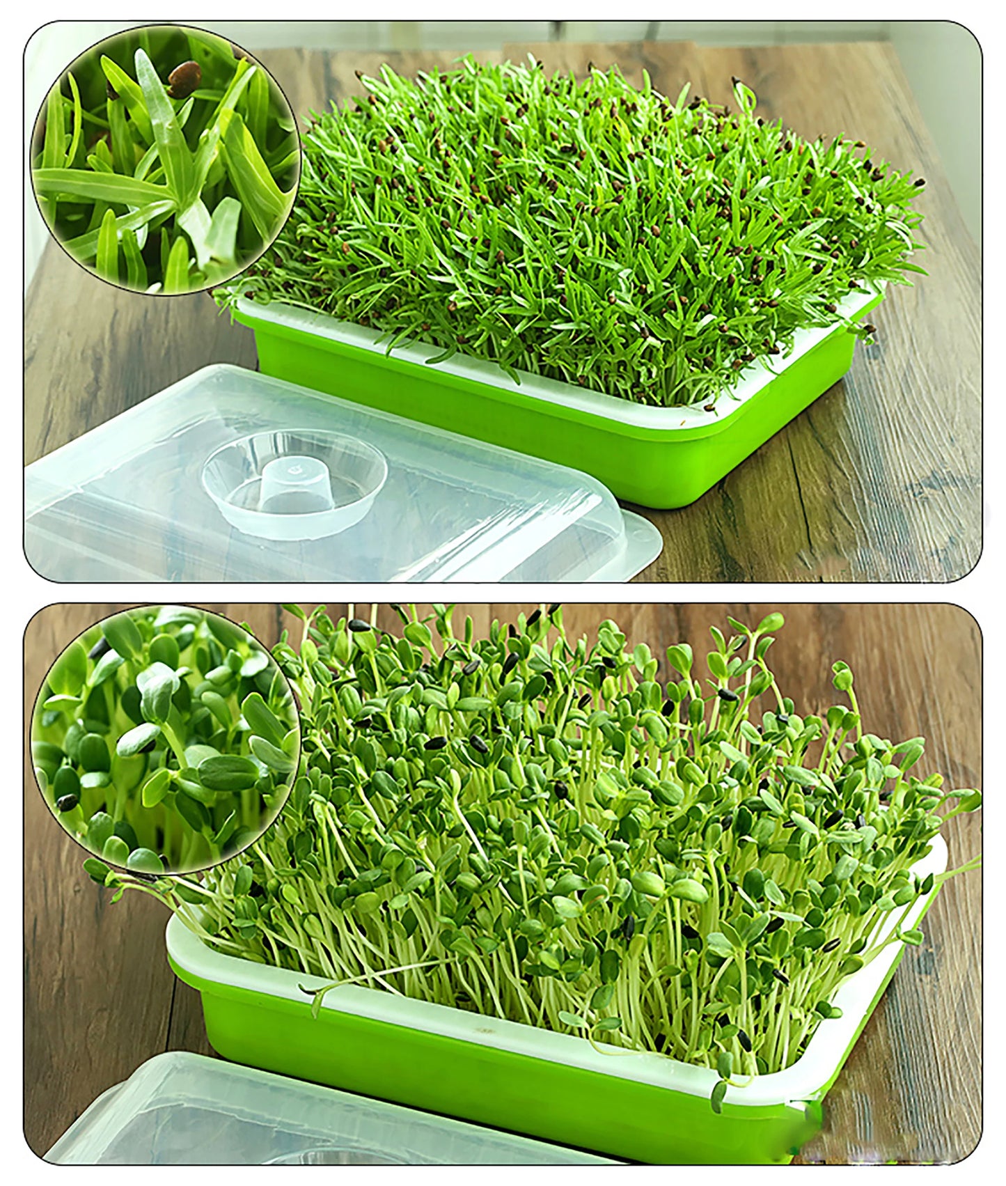 Seed Sprouter Tray Double Layer