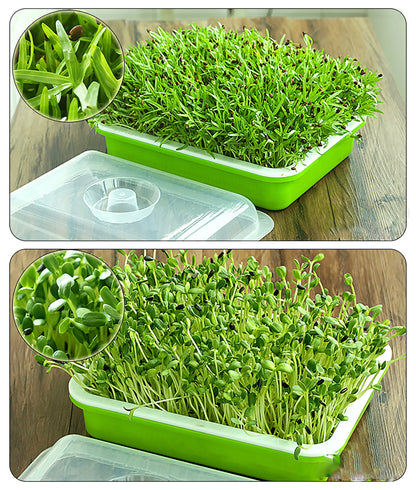 Seed Sprouter Tray Double Layer