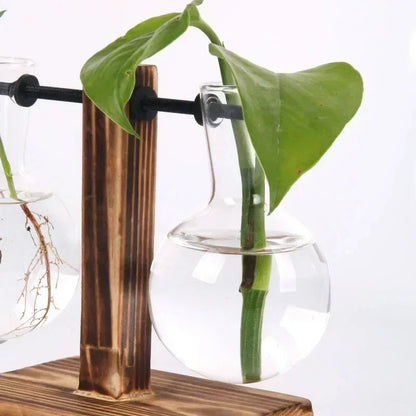 Hydroponic Plant Terrarium