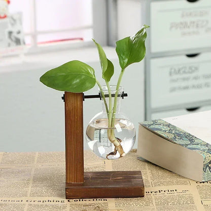 Hydroponic Plant Terrarium