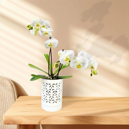 Orchid Pots with Holes