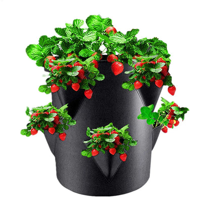 Strawberry Pots And Planters