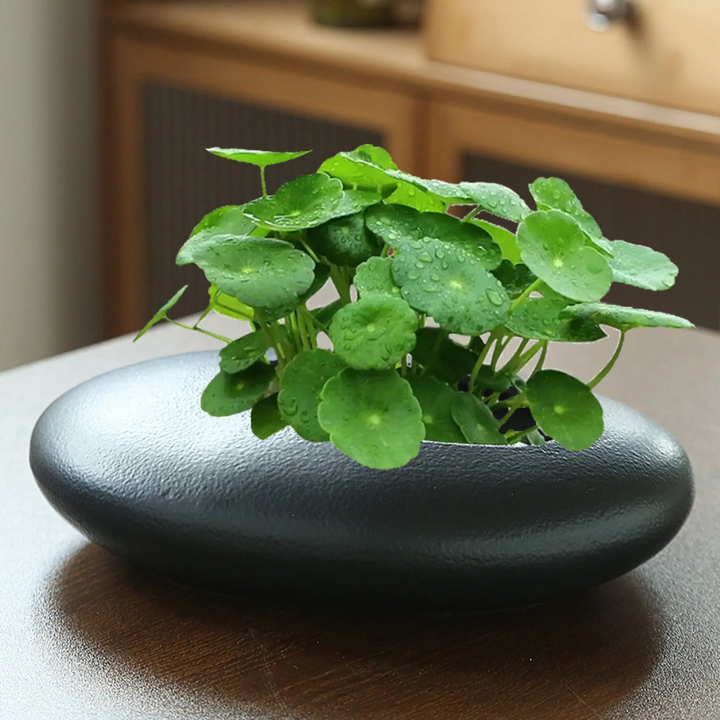 Decorative Pots